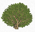 海桐2.png