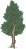 柏树.png