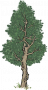 柏树.png