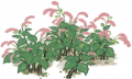 红蓼1.png