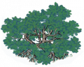 红树6.png