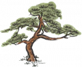 松树2.png