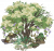 拂雪石楠.png