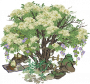 拂雪石楠.png