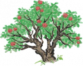 杨梅树8.png