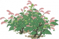 红蓼2.png