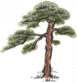松树1.png