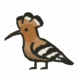 戴胜鸟.png