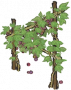 葡萄藤蔓.png