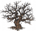 枯焦荒木.png
