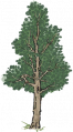 柏树1.png