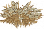 芦苇丛.png