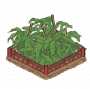 昙花.png