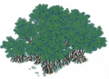 红树4.png