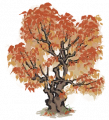 乌桕1.png