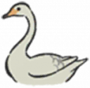 白天鹅.png