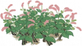 红蓼.png
