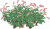红蓼.png