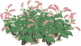 红蓼.png