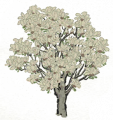 白玉兰1.png