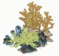 珊瑚丛 紫5.png