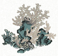珊瑚丛5.png