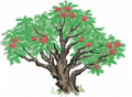 杨梅树5.png
