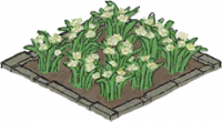 水仙花田.png