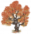 乌桕.png
