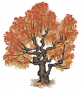 乌桕.png
