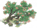 竹桃残碑.png