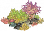 海葵小景.png