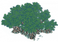 红树3.png