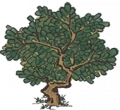 樟树2.png