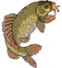 鲤鱼.png