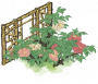 黄倚栏牡丹.png