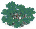 红树5.png