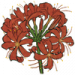 金灯花.png