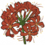 金灯花.png