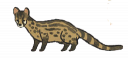 灵猫.png