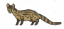 灵猫.png
