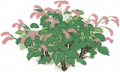红蓼3.png
