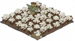 棉花田.png