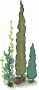 海草5.png