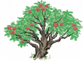 杨梅树.png