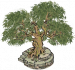宅边古榕.png