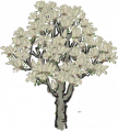 白玉兰.png