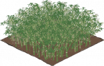 竹林一级.png
