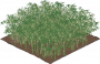 竹林一级.png