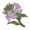 芜菁花.png